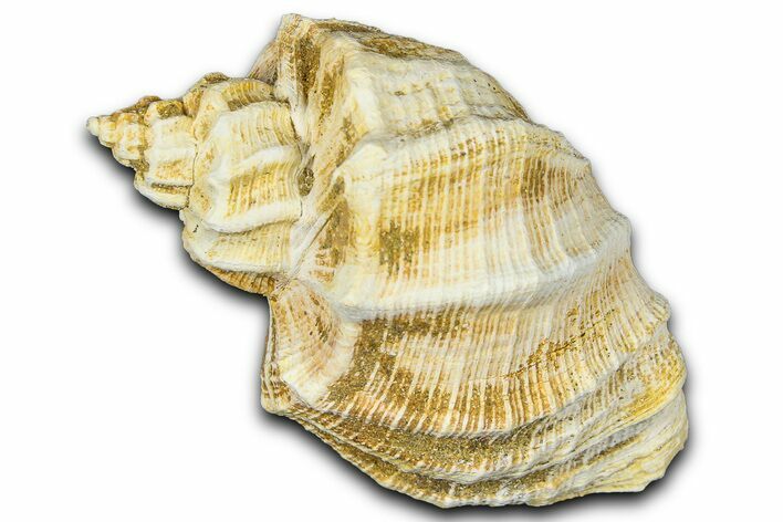 Miocene Fossil Nutmeg Snail (Trigonostoma) Shell - France #365483